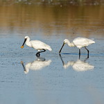 Le d&eacute;fil&eacute; - Spatules