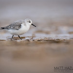 Sanderling