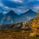 Lonely larch