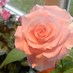 Sous la lumi&egrave;re...