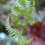 fern