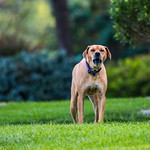 Dog in my Neighborhood