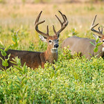 White-tailed Bucks