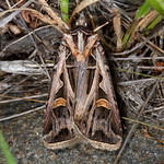 Feltia jaculifera (Dingy Cutworm Moth)