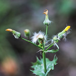Echoes of autumn. Ecos del oto&ntilde;o