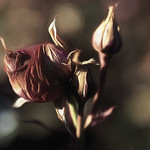 A Wish to be Settled