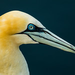 Gannet