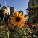 Morning on the Brooklyn Bridge #Brooklyn #NYC #Canon EOS M6