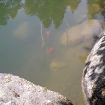 Koi Pond