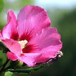 Hibiskus Bl&uuml;te flower