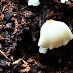 Crepidotus applanatus - Flat Oysterling