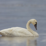 Tundra Swans