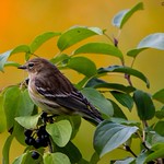 Paruline &agrave; croupion jaune Yellow-rumped Warbler - Dendroica coronata