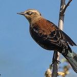 Male Rusty Blackbird (Euphagus carolinus) - Burnaby, BC