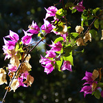 Palermo, Villa Giulia, Bougainvillea