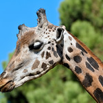 GIRAFFE PORTRAIT
