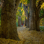 Fall in fairy tale forrest