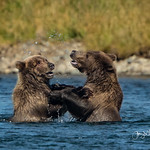 Cubs just wanna have fun