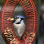 ~Got one...got one...!~