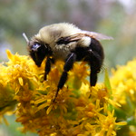 Beeutiful Bee
