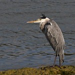 H&eacute;ron cendr&eacute; - Ardea cinerea - Grey heron