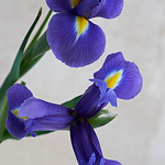 Irises #2