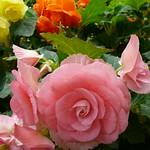 Roses in Victoria Park, Melbourne