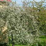 appletree