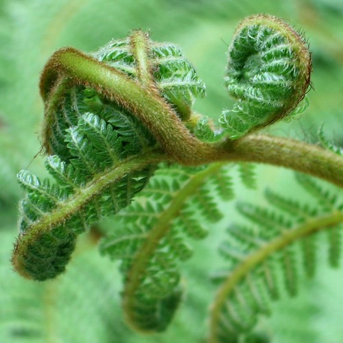 Ferntangle