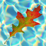 Red and Green Beauty Afloat