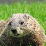 Groundhog