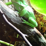 Waxy Monkey Frog