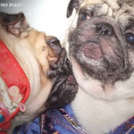 *SMILING PUG* - 恭喜发财! Gong Xi Fa Cai! , HAPPY CHINESE NEW YEAR, LUCKY PUGS, KISSING PUG CHINADOLLS *-*