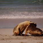 Australian Sea Lions