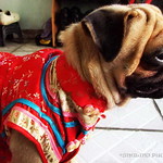 *SMILING PUG* - 恭喜发财! Gong Xi Fa Cai! , HAPPY CHINESE NEW YEAR, LUCKY PUG FOR LUCKY YEAR //MEL C *-*