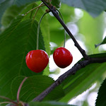 spring fruits