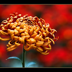 friday's flower power