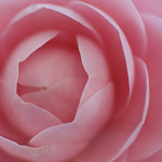camellia pink
