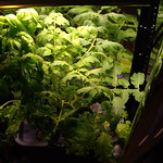 Oops, A Little Overgrown