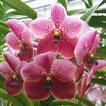 Vanda orchid