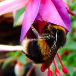 Bee 2 ... IN HONOUR OF THE VICTIMS IN EGYPT.