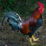Rooster