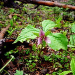 trillium
