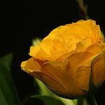 The Yellow Rose of Texaco