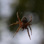 Garden spider