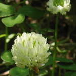 white clover ~ Trifolium repens
