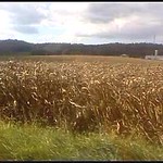 Corn field