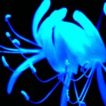 The Blues dance outside my window..