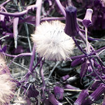 #118 : i don't know why you say goodbye