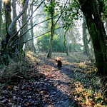 Sunny Woodland Glade